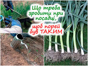 Посадка цибулі-порею в ґрунт