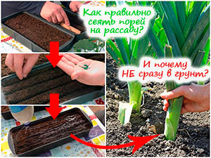 Посев лука-порея на рассаду