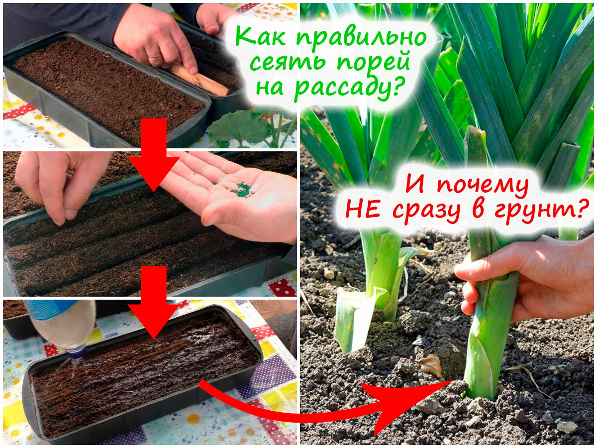 Посев лука-порея на рассаду