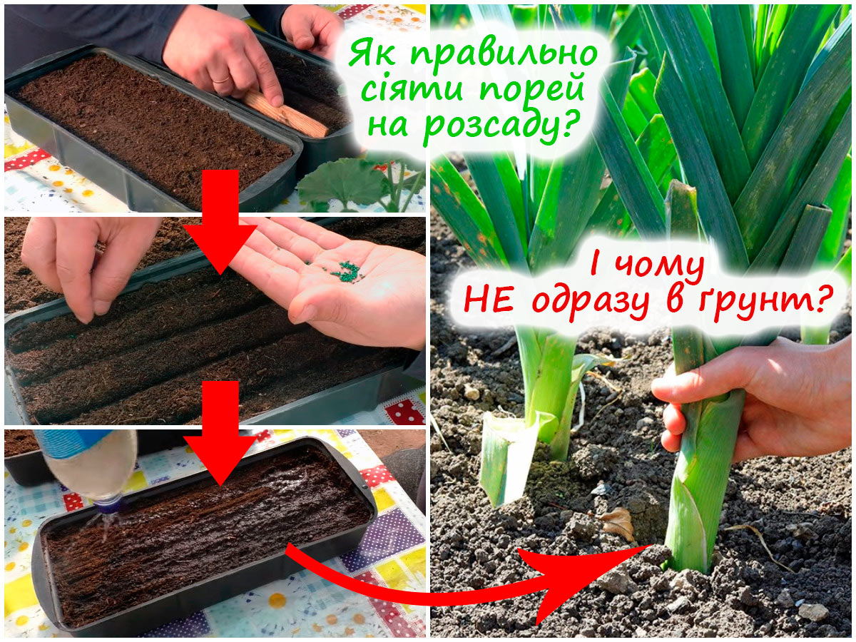 Посів цибулі-порею на розсаду