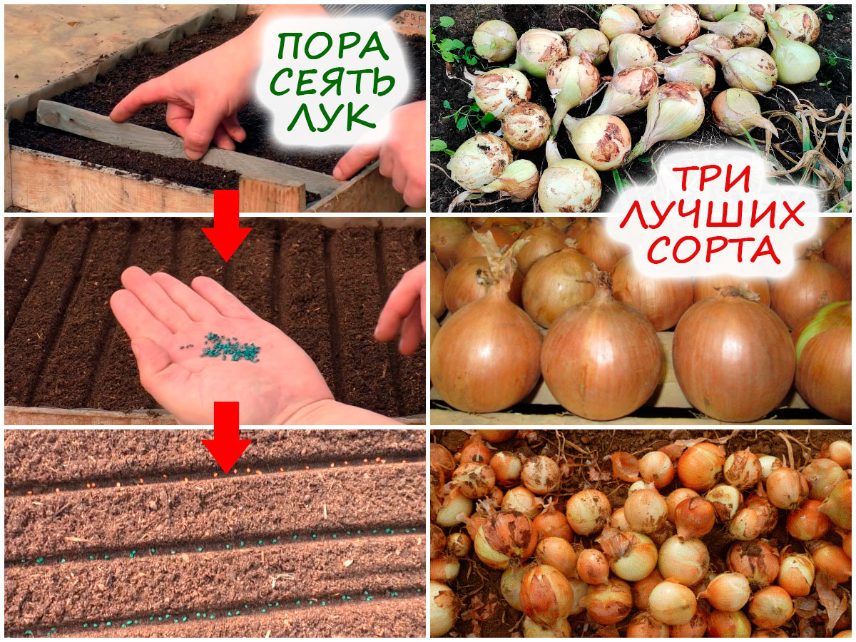 Посев лука на рассаду – 3 сорта