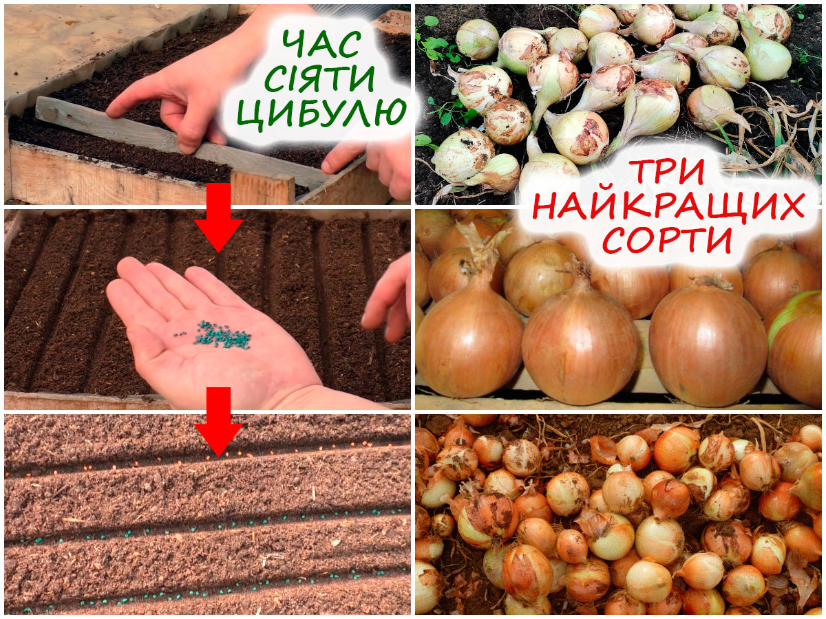 Посів цибулі на розсаду – 3 сорти
