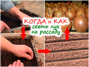 Посев лука на рассаду