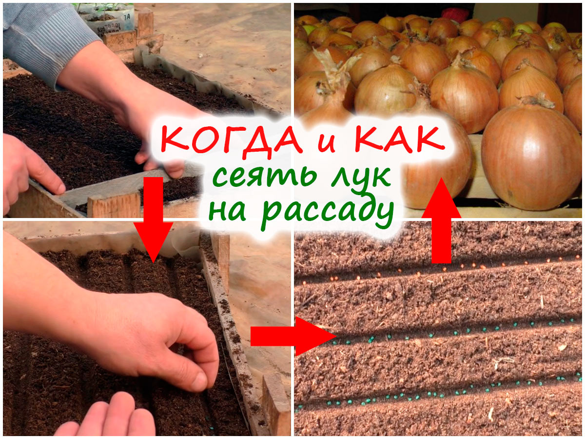 Посев лука на рассаду