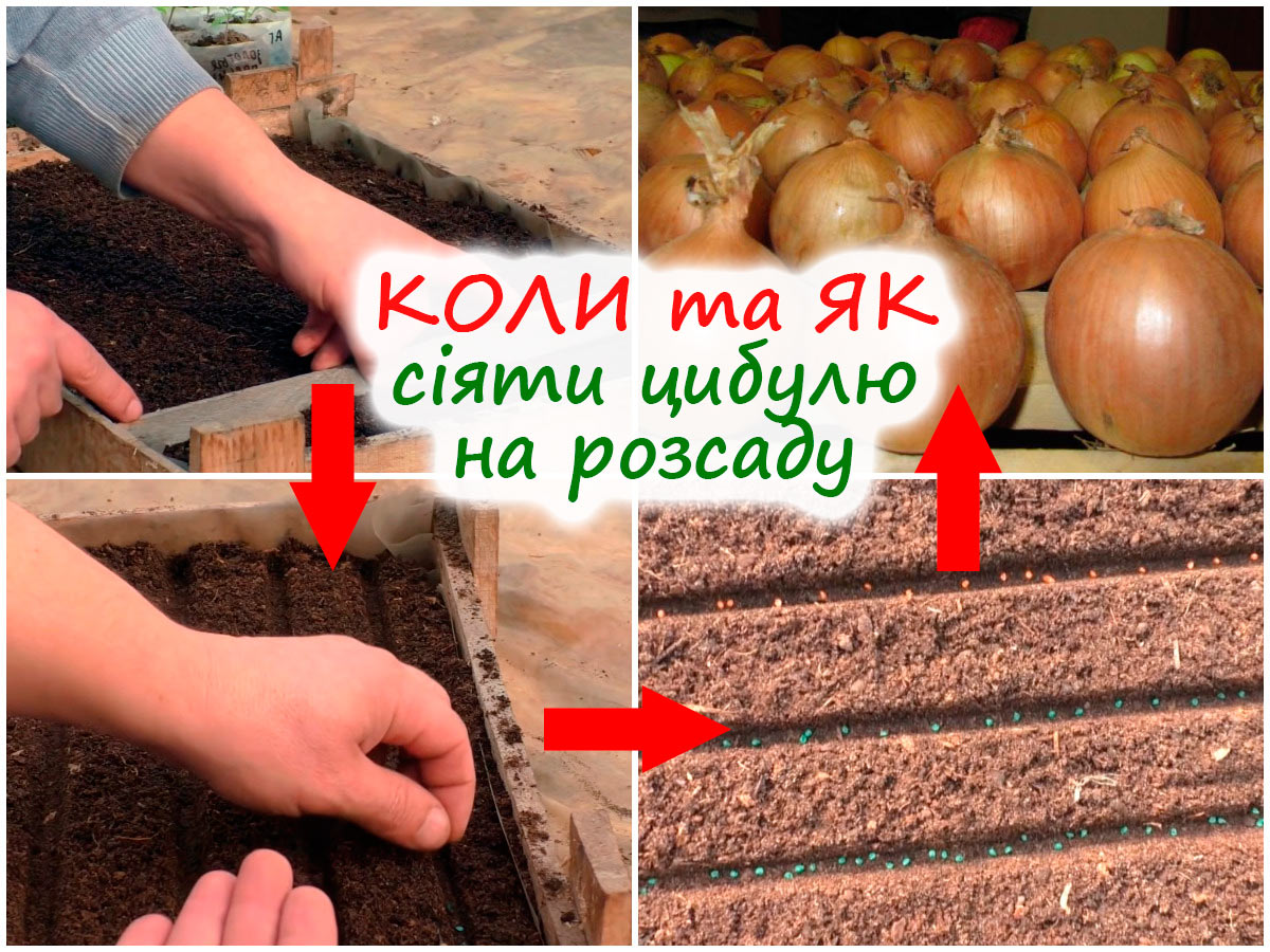 Посів цибулі на розсаду