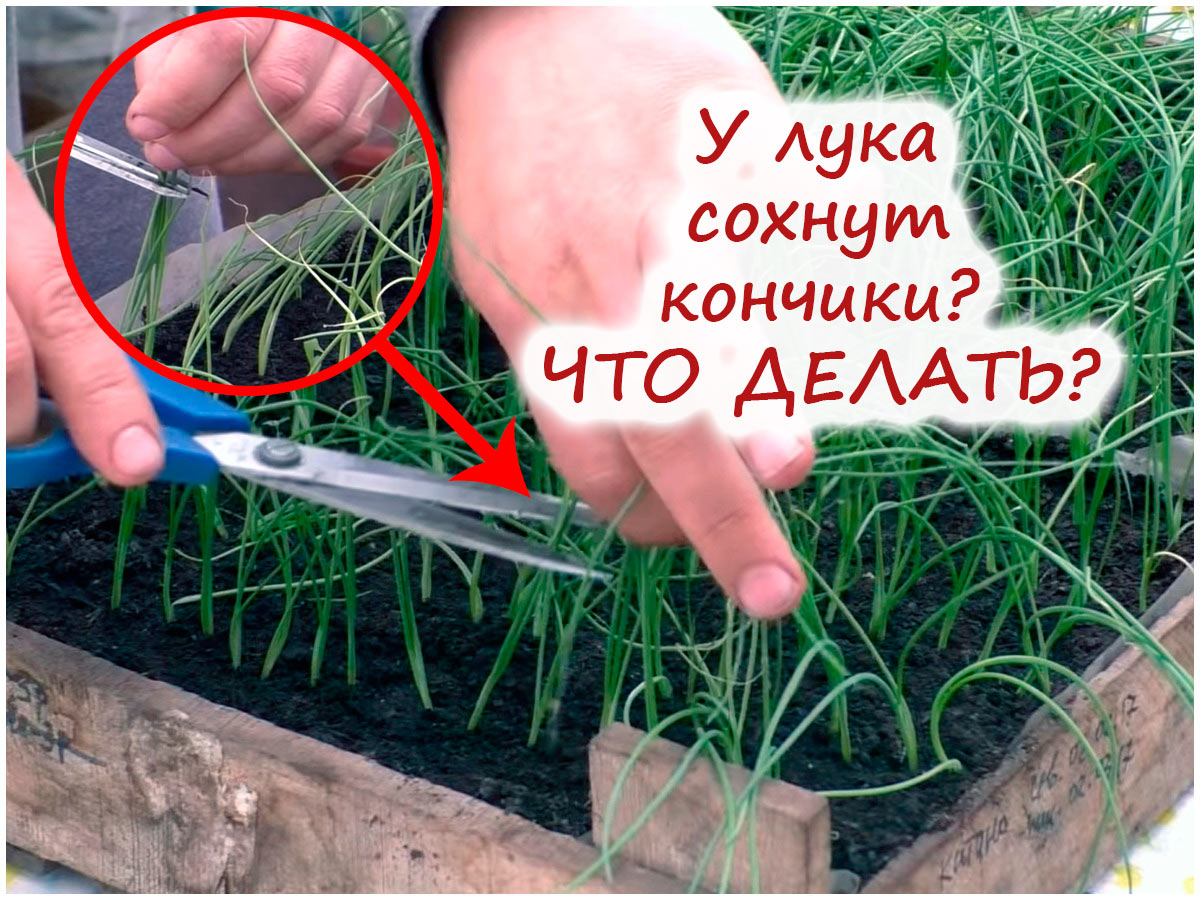 У рассады лука сохнут кончики