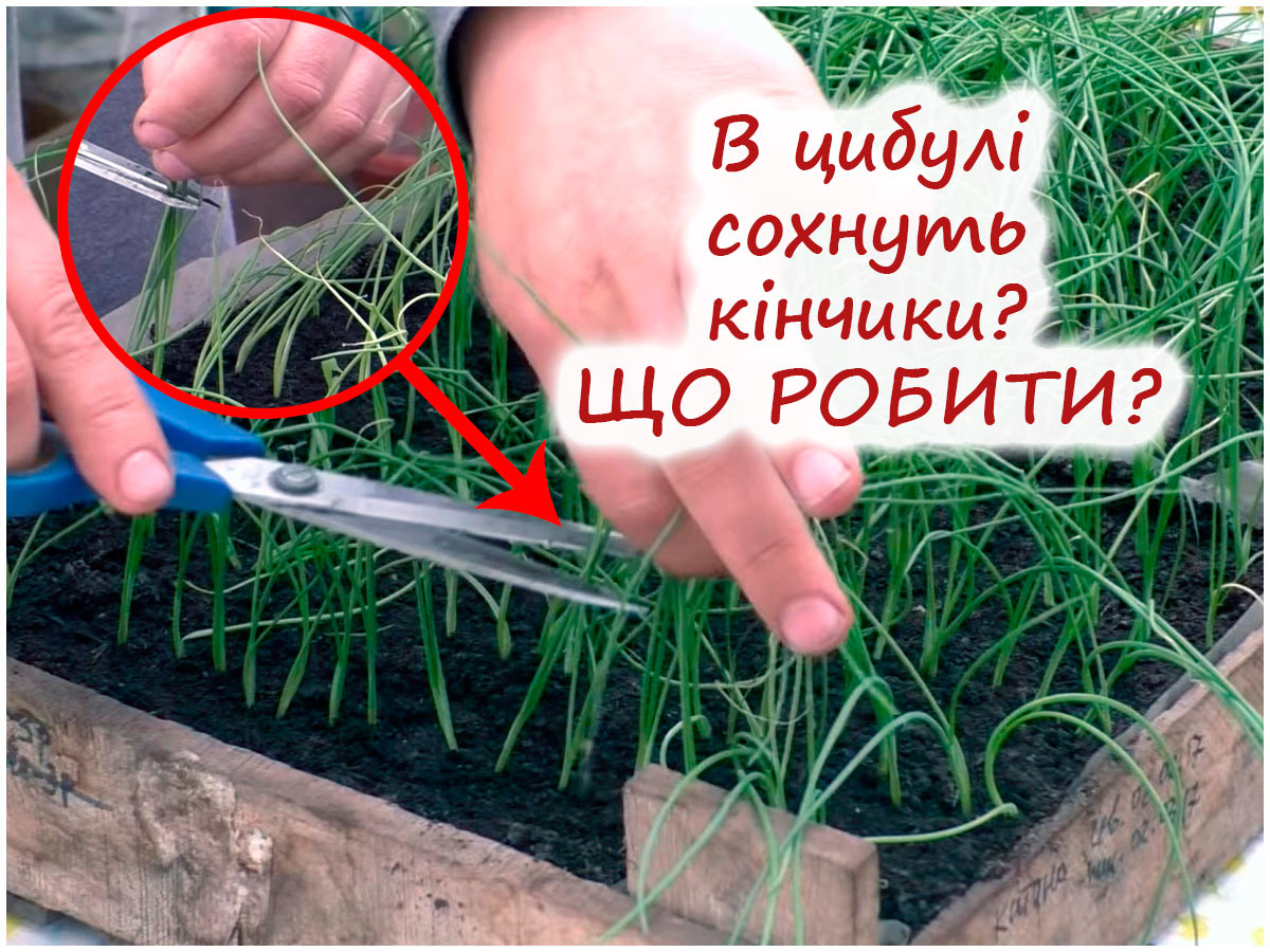 У розсади цибулі сохнуть кінчики