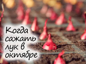 Посадка лука в октябре 2023 года