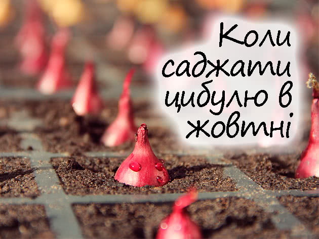 Посадка цибулі в жовтні 2023 року