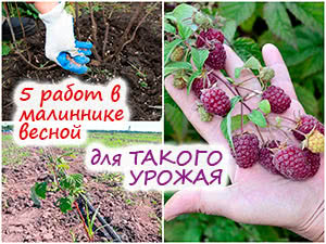 Уход за ремонтантной малиной весной