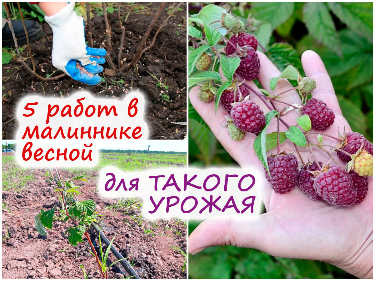 Уход за ремонтантной малиной весной