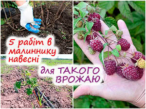 Догляд за ремонтантною малиною навесні