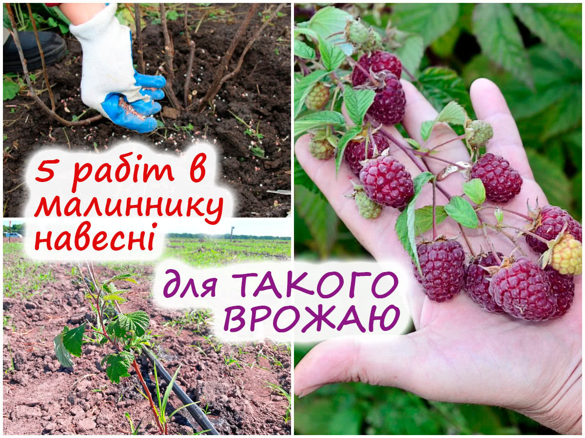 Догляд за ремонтантною малиною навесні
