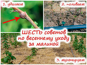 Уход за малиной весной