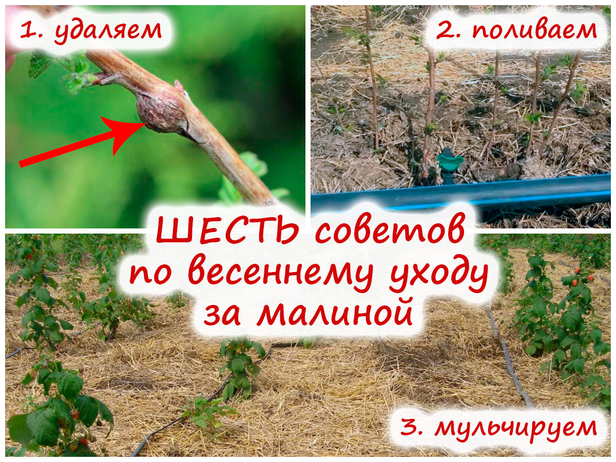 Уход за малиной весной