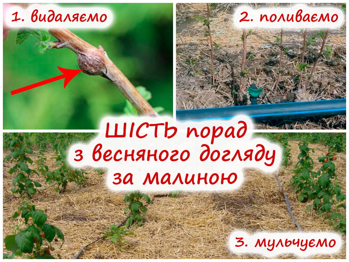 Догляд за малиною навесні