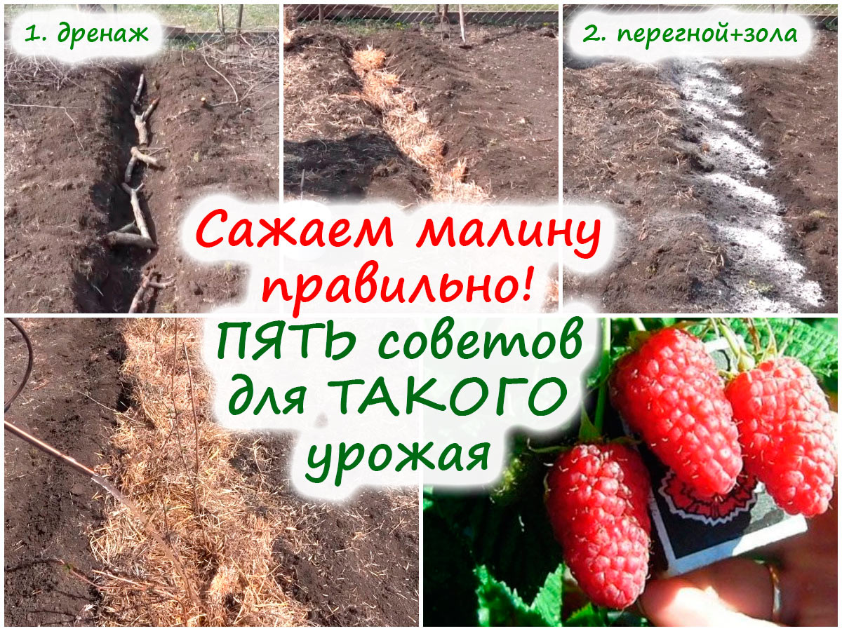Посадка малины в борозду