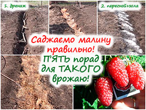 Посадка малини в борозну