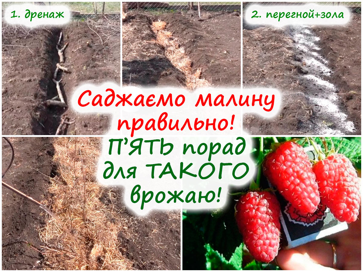 Посадка малини в борозну