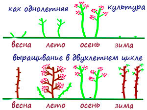 Обрезка ремонтантной малины