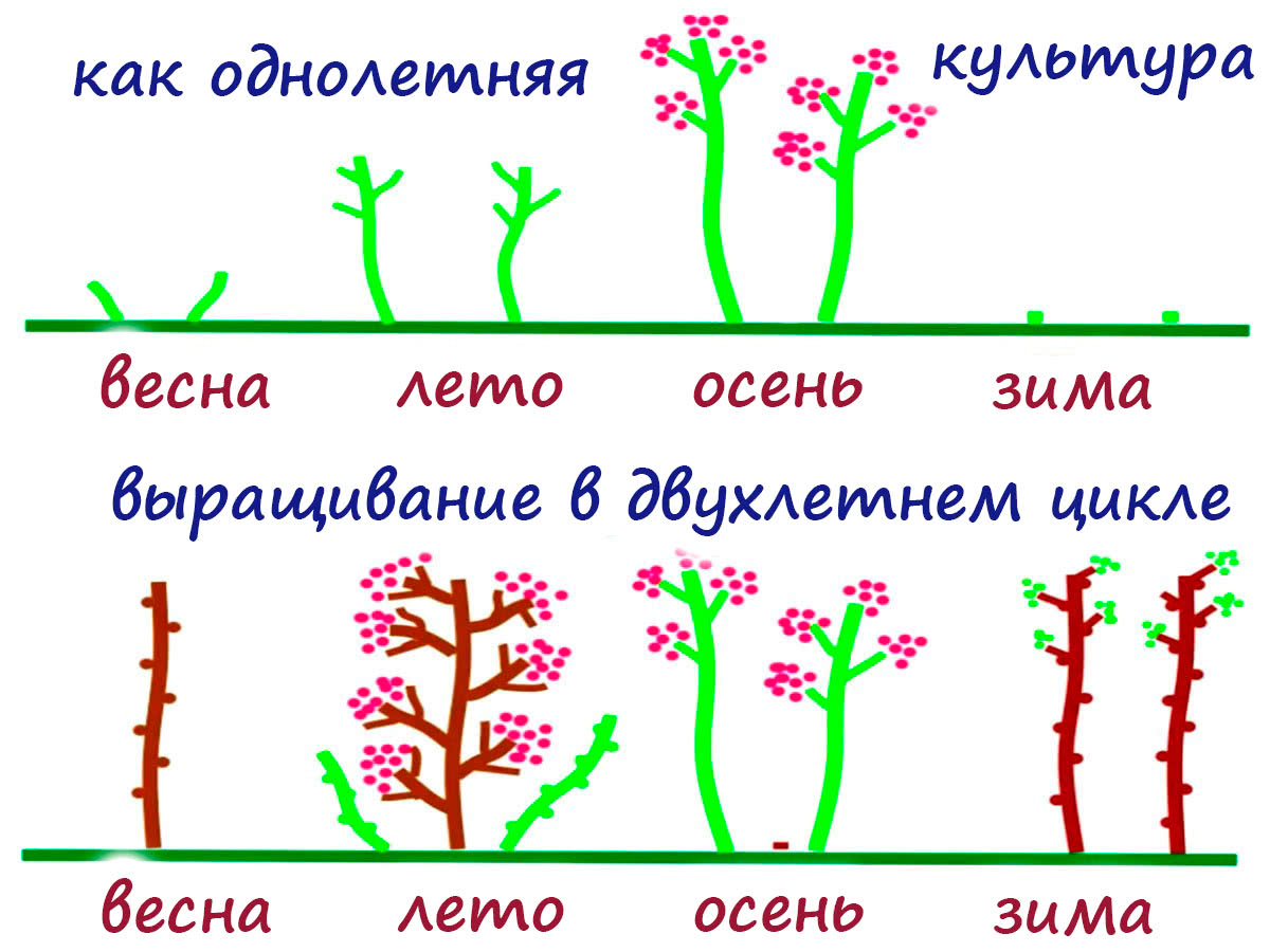 Обрезка ремонтантной малины
