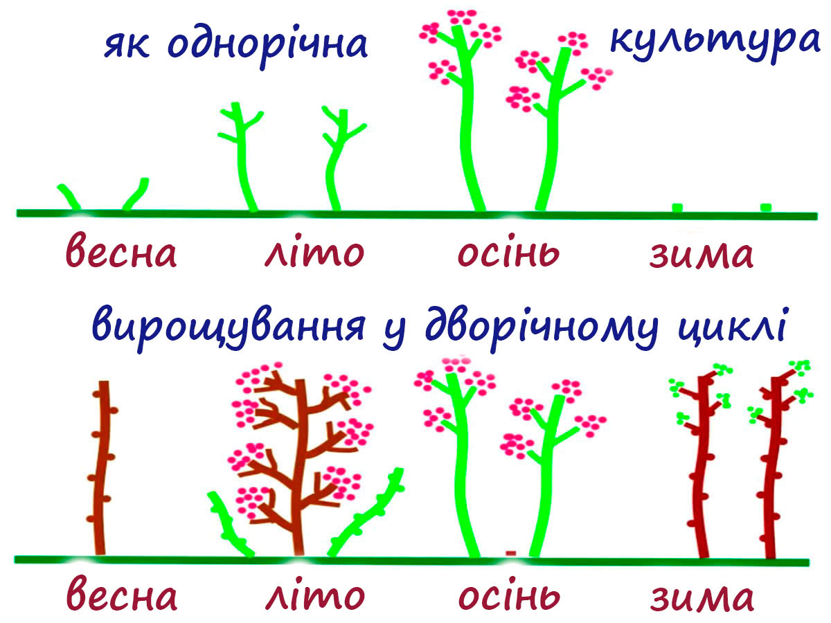 Обрізання ремонтантної малини