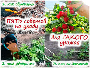 Уход за малиной весной