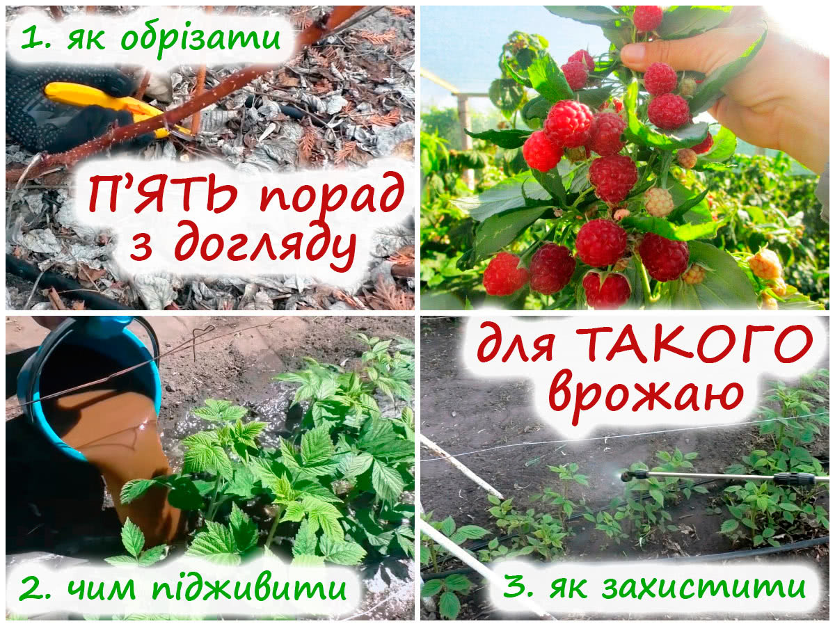 Догляд за малиною навесні