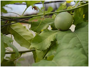 Маракуйя в горшке