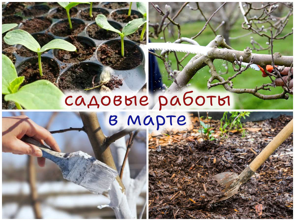 Работы в саду в марте