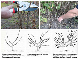 Как обрезать кустарники