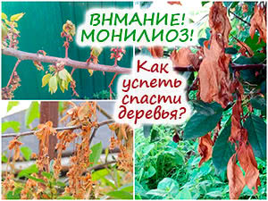 Монилиоз плодовых деревьев