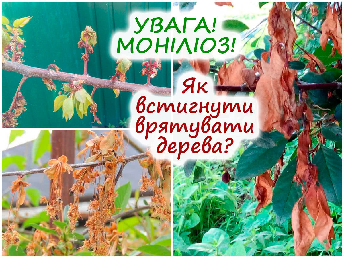 Моніліоз плодових дерев
