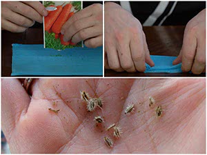 Посев моркови для раннего урожая