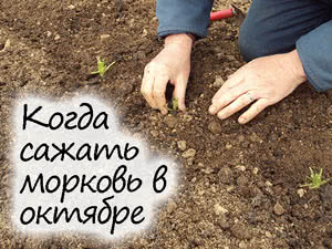 Посадка моркови в октябре 2023 года