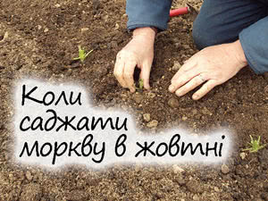Посадка моркви в жовтні 2023 року