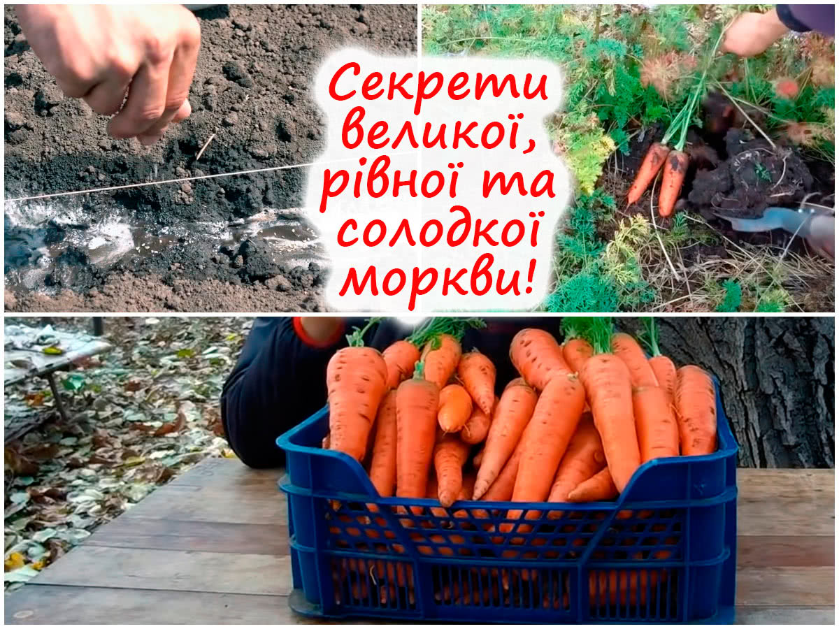 Вирощування солодкої моркви