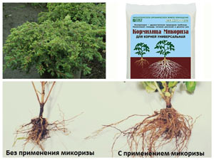Пересадка можжевельника