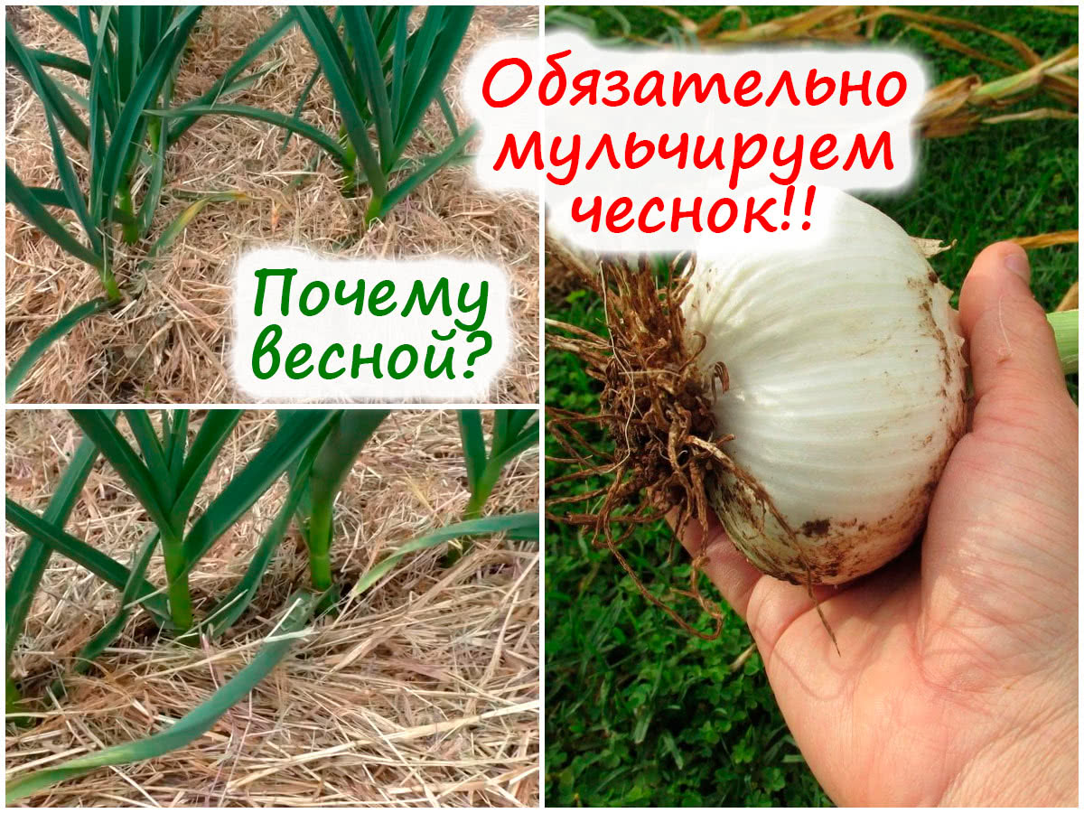 Мульчирование озимого чеснока