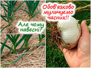 Мульчування озимого часнику