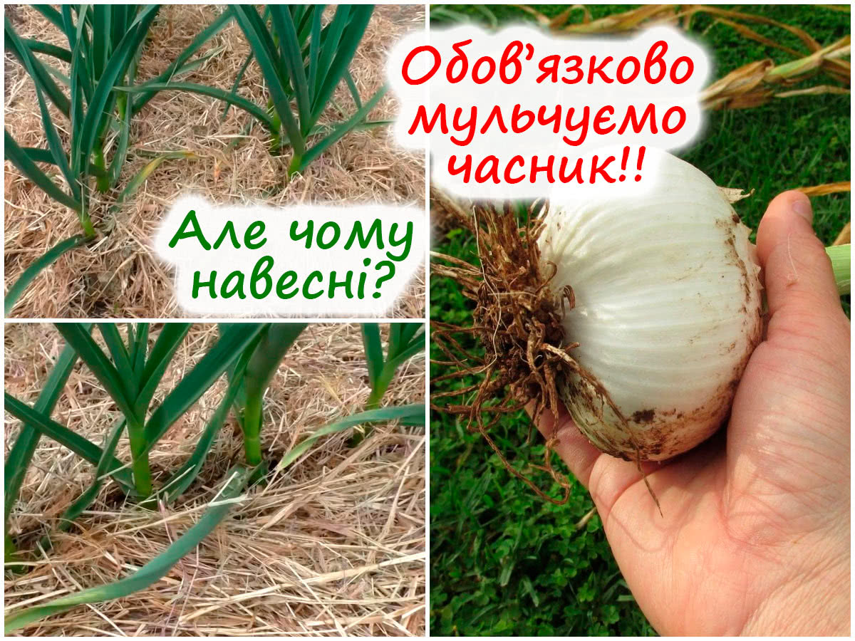 Мульчування озимого часнику