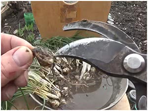 Посадка мускари
