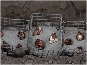 Посадка луковиц нарциссов