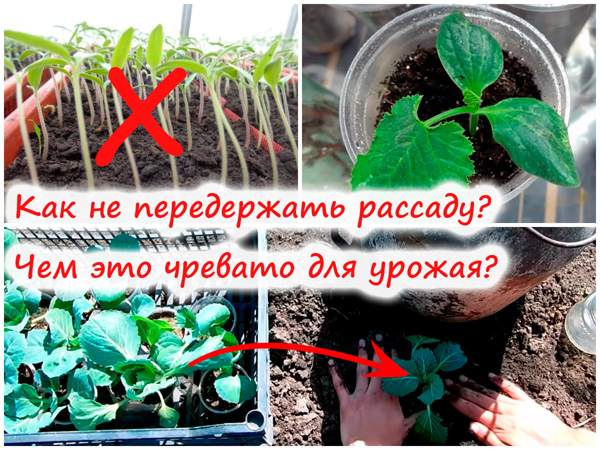 Передерживание рассады