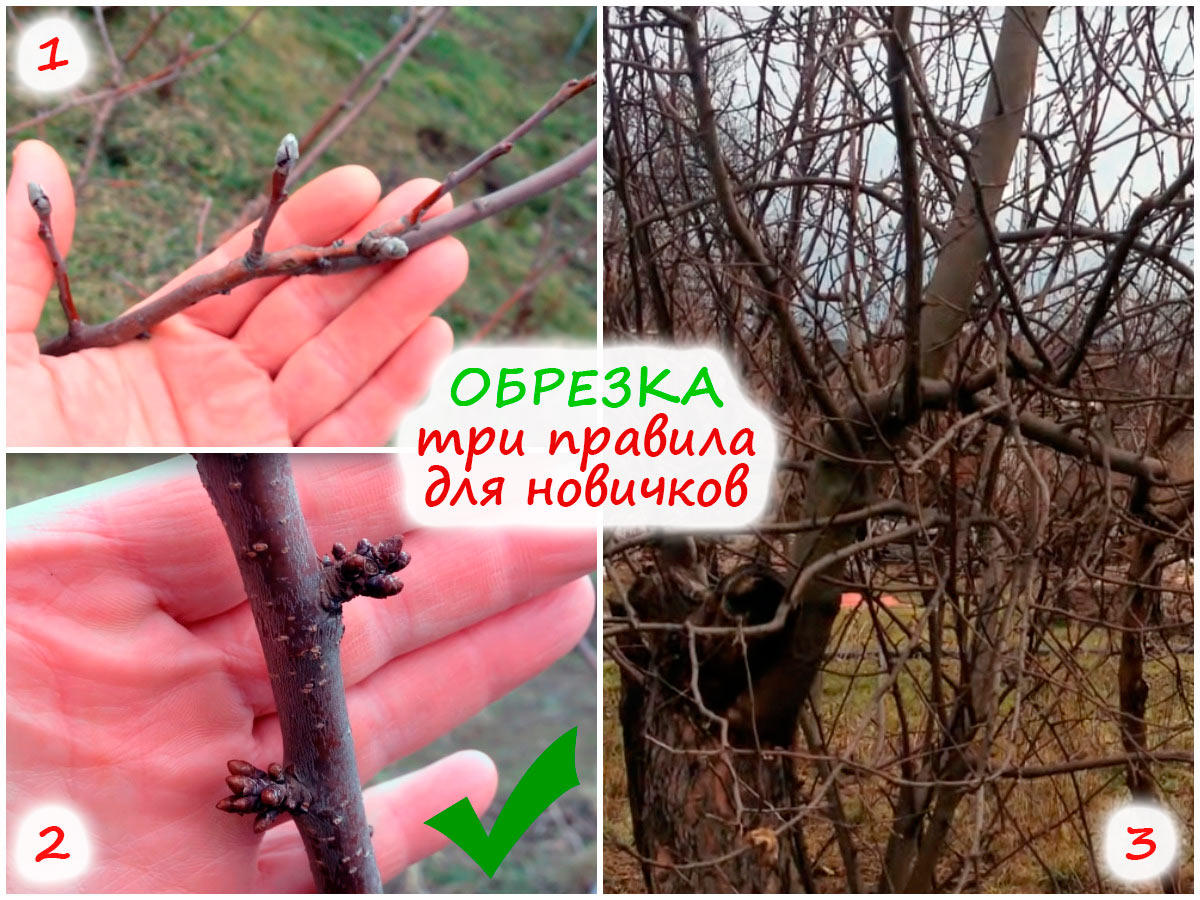 Обрезка плодовых деревьев