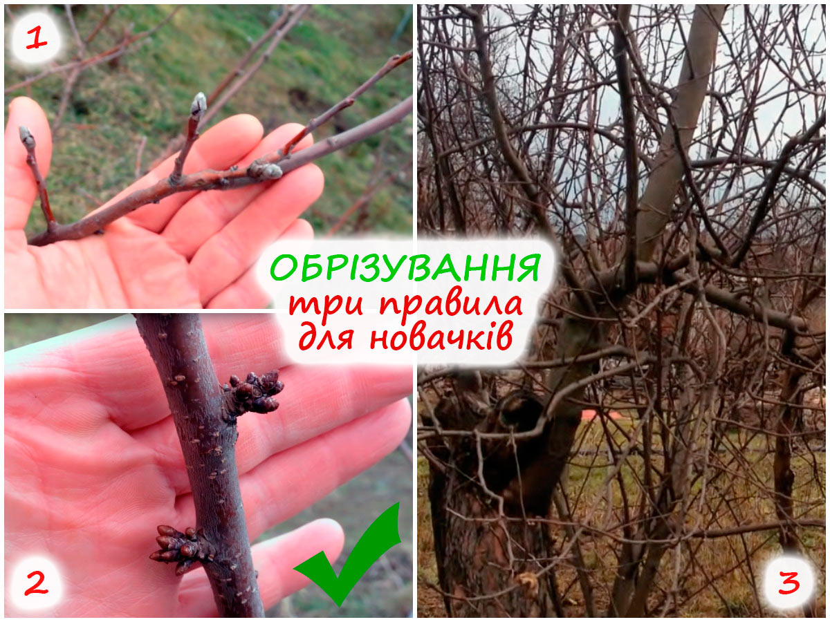 Обрізання плодових дерев