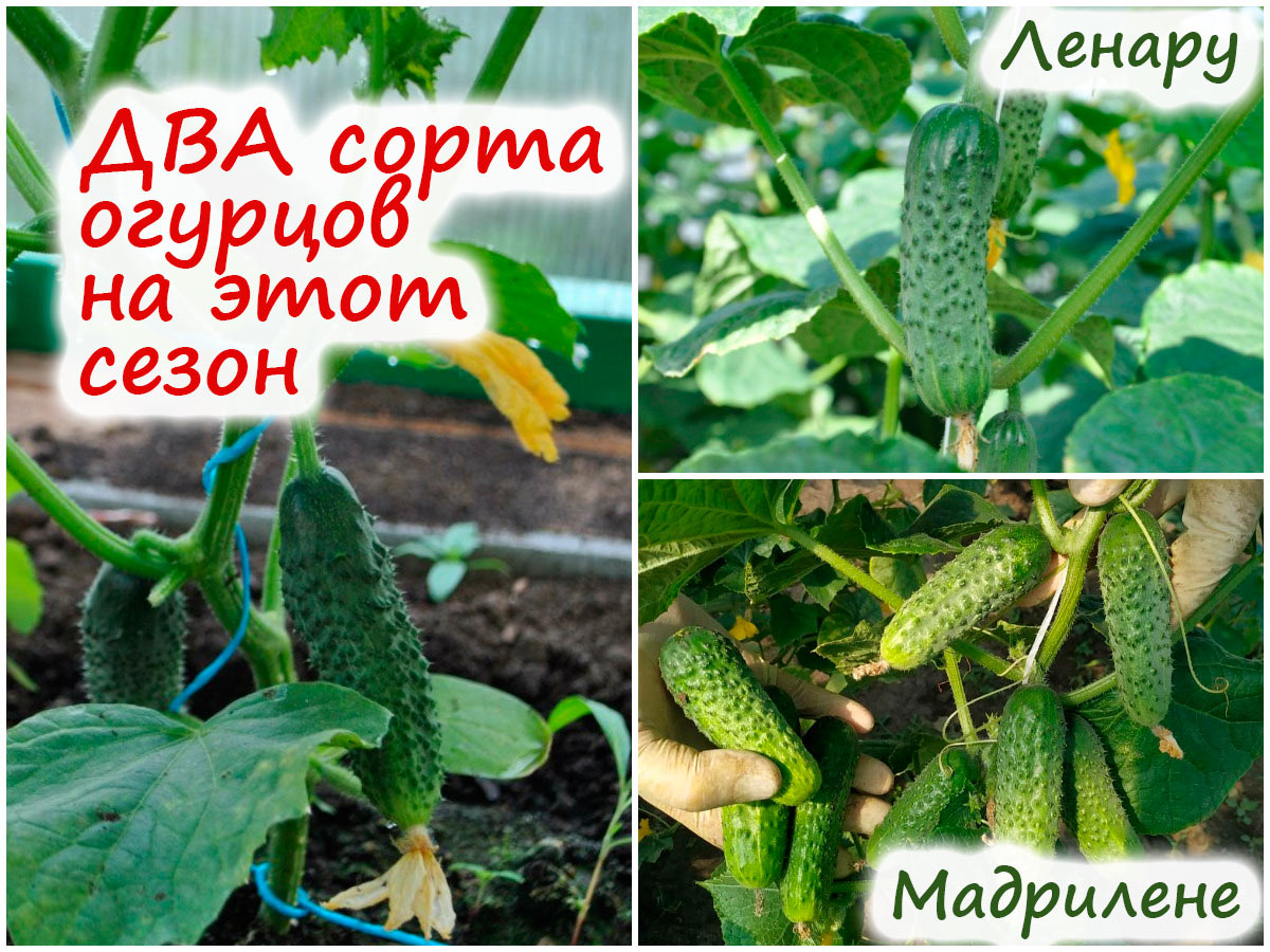 Сорта огурцов для теплицы