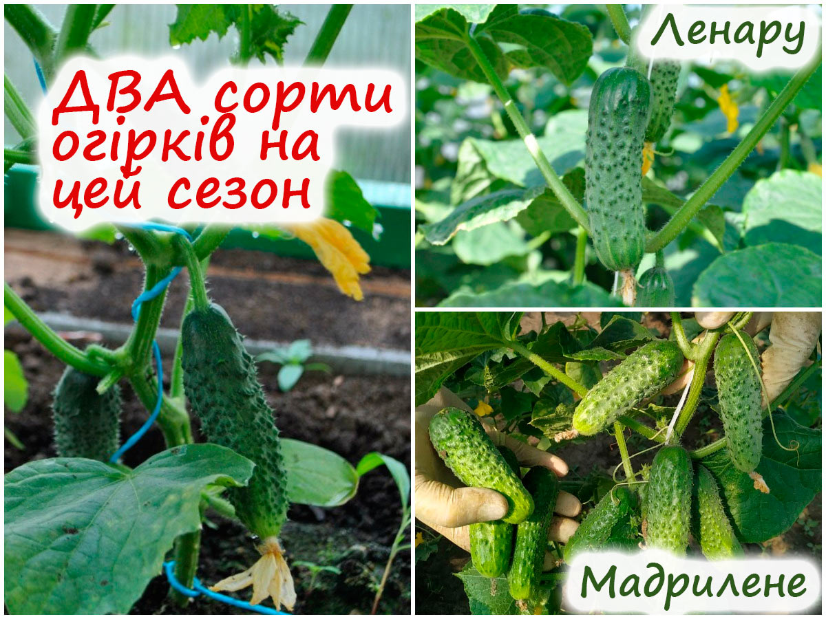 Сорти огірків для теплиці
