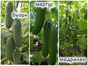 Огурцы Мертус, Бьорн, Мадрилен