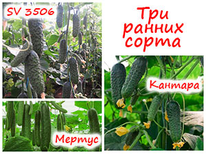 Сорта огурцов